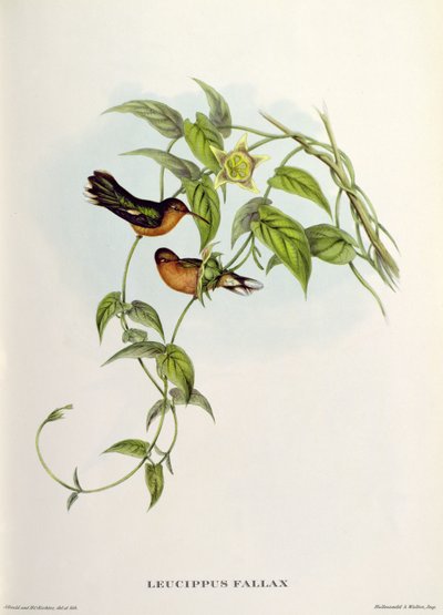 Leucippus Fallax door John Gould