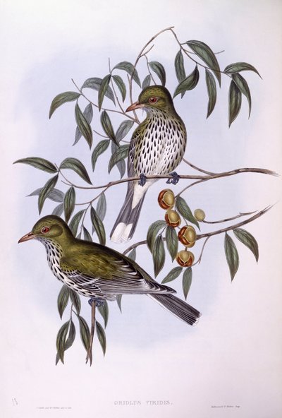 Olijfrugoriool (Oriolus sagittatus), gravure door John Gould door John Gould