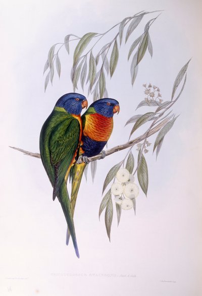 Sierlijke lori (Trichoglossus ornatus), gravure door John Gould door John Gould