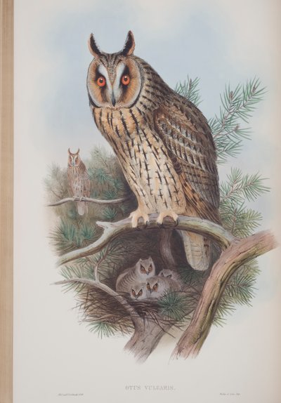Otus Vulgaris, plaat uit The Birds of Great Britain door John Gould, uitgegeven 1862-73 door John Gould