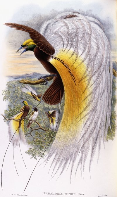Paradisaea Minor door John Gould