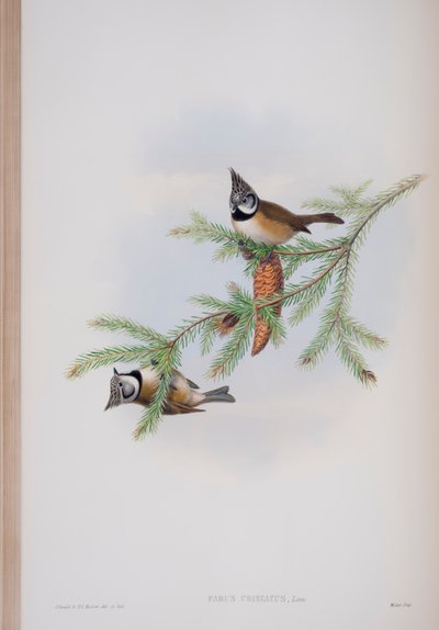 Parus Cristatus, plaat uit The Birds of Great Britain door John Gould, uitgegeven 1862-73 door John Gould