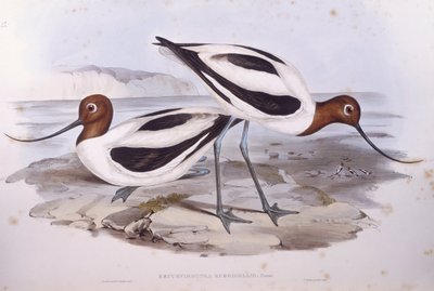 Roodnekkluut (Recurvirostra novaehollandiae), gravure door John Gould door John Gould