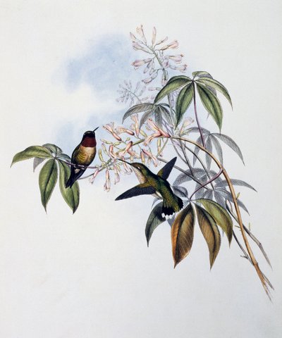 Robijnkeelkolibrie (Archilochus colubris), gravure uit Monograph of Trochilidae or Humming Birds, door John Gould, Verenigd Koninkrijk door John Gould