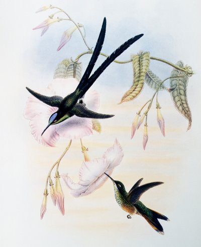 Schaarstaartkolibrie (Hylonympha macrocerca), gravure uit Monograph of Trochilidae or Humming Birds (1849-1861), door John Gould, Verenigd Koninkrijk door John Gould
