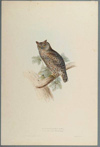 Scops Aldrovandi - Dwergooruil door John Gould