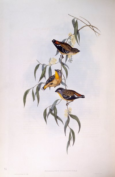 Gevlekte Pardalote (Pardalotus punctatus), Gravure door John Gould door John Gould