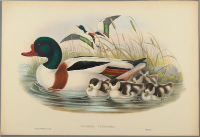 Tadorna Vulpanser: Bergeend door John Gould