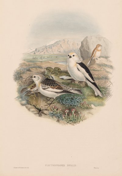 De Vogels van Groot-Brittannië: Plestrophanes nivalis door John Gould