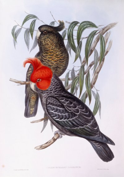 Twee papegaaien zittend op tak, gravure door John Gould