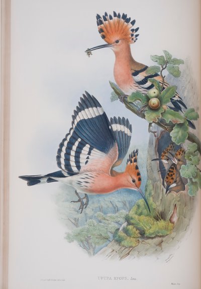 Upupa Epops, plaat uit The Birds of Great Britain door John Gould, uitgegeven 1862-73 door John Gould