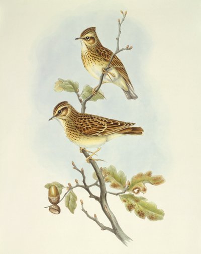Boomleeuwerik (Lullula arborea), gravure door John Gould door John Gould