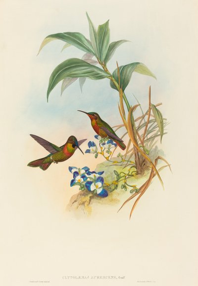 Clytolaema aurescens (Banded Ruby of Gould