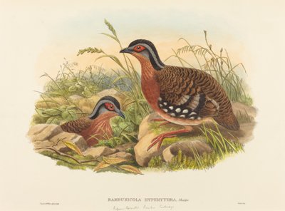 Roodborst bamboepatrijs door John Gould and W. Hart