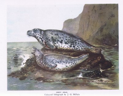 Grijze Zeehonden, Natuur in Groot-Brittannië uitgegeven door Collins, 1946 door John Guille Millais