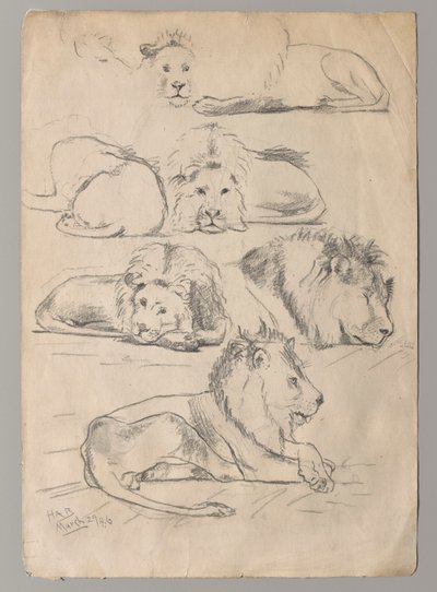 Studies van leeuwen door John Haberle