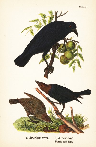 Amerikaanse kraai, Corvus brachyrhynchos 1, en bruinkopkoevogel, Molothrus ater, vrouwtje 2, en mannetje 3 door John James (after) Audubon