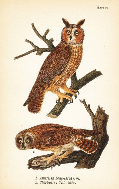 Amerikaanse langooruil, Asio otus 1, en kortooruil met prooi, Asio flammeus 2, mannetjes door John James (after) Audubon