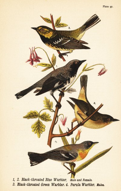 Blauwkeelzanger, Setophaga caerulescens 1,2, groenkeelzanger, Setophaga virens 3 en noordelijke parula, Setophaga americana 4 door John James (after) Audubon