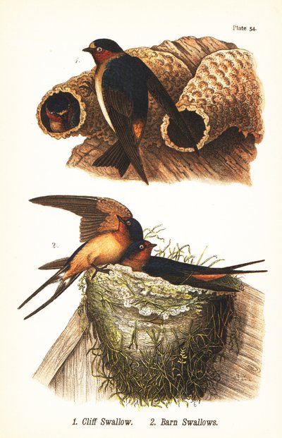 Klitterswaluw, Petrochelidon pyrrhonota 1, en boerenzwaluw, Hirundo rustica 2 door John James (after) Audubon