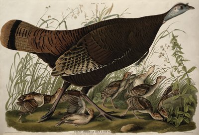 Grote Amerikaanse hen en jongen, uit 