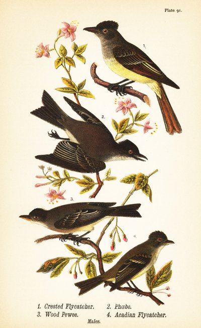 Grote kuifvliegenvanger, Myiarchus crinitus 1, oostelijke phoebe, Sayornis phoebe 2, oostelijke bosvliegenvanger, Contopus virens 3, en acadian vliegenvanger, Empidonax virescens 4 door John James (after) Audubon