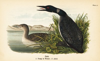 IJsduiker, Gavia immer, jong in de winter 1, volwassen 2 door John James (after) Audubon