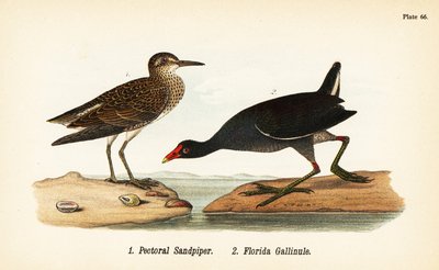 Gestreepte strandloper, Calidris melanotos 1, en gewone waterhoen, Gallinula galeata 2 door John James (after) Audubon