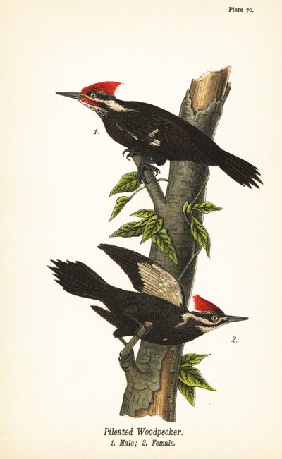 Helmspecht, Dryocopus pileatus, mannetje 1, vrouwtje 2 door John James (after) Audubon