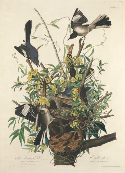 De Spotvogel door John James (after) Audubon