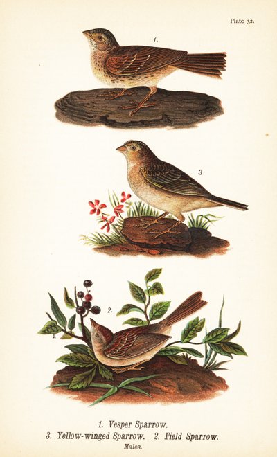 Vespermus, Pooecetes gramineus 1, sprinkhaanzanger, Ammodramus savannarum 2 en veldmus, Spizella pusilla 3 door John James (after) Audubon