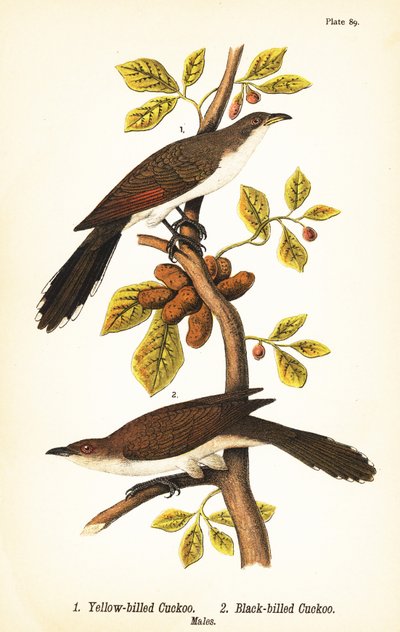 Geelsnavelkoekoek, Coccyzus americanus 1, en zwartsnavelkoekoek, Coccyzus erythropthalmus 2, mannetjes door John James (after) Audubon