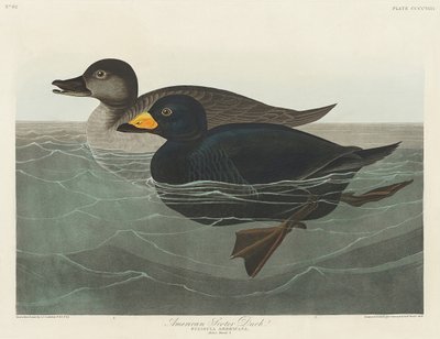  door John James Audubon