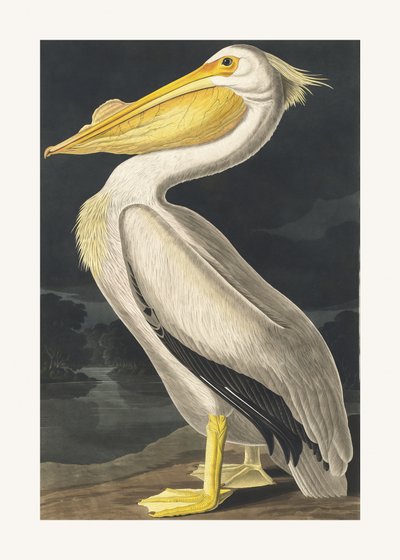  door John James Audubon