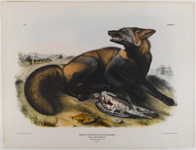 Amerikaanse kruisvos door John James Audubon