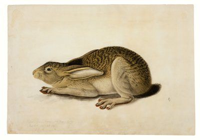 Zwartstaarthaas door John James Audubon