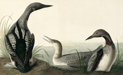 Zwartkeelduiker, Colymbus Arcticus, uit "The Birds of America" door John J. Audubon, pub. 1827-38 door John James Audubon
