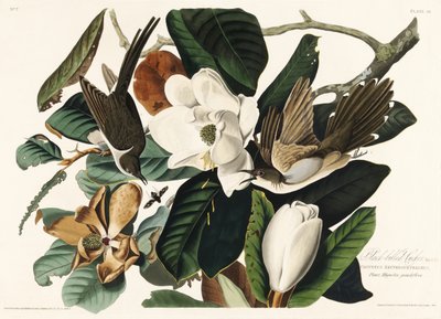  door John James Audubon