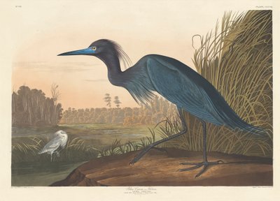 Blauwe Reiger, 1836 door John James Audubon