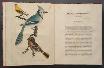 Blauwe gaai, pagina uit Elephant Folio (1827-38) door John James Audubon