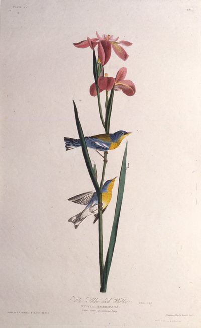 Blauw Geelrugzanger. Uit The Birds of America, 1827-1838 door John James Audubon