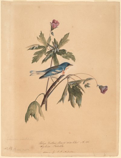 Blauw-gele rugzanger door John James Audubon