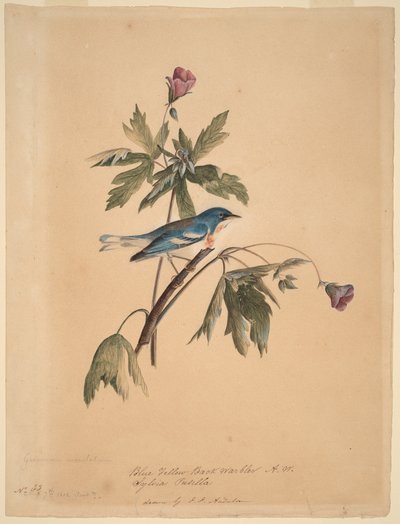  door John James Audubon