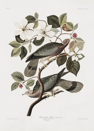  door John James Audubon