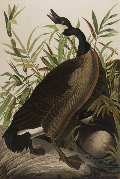 Canadese Gans, 1827-1838 door John James Audubon