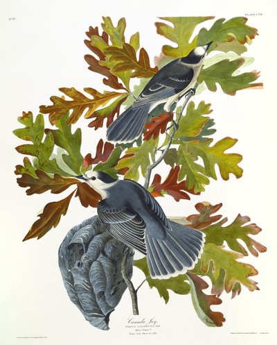 Canada Gaai door John James Audubon