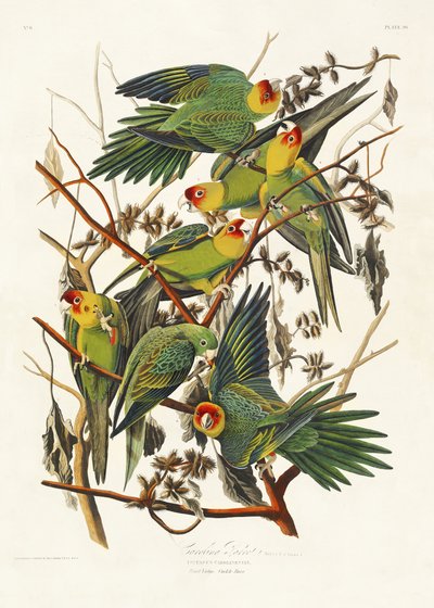  door John James Audubon
