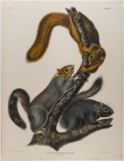 Katteekhoorn door John James Audubon