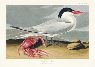  door John James Audubon