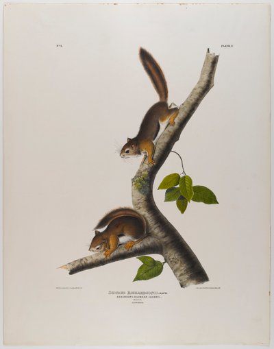 Columbiaanse eekhoorn door John James Audubon